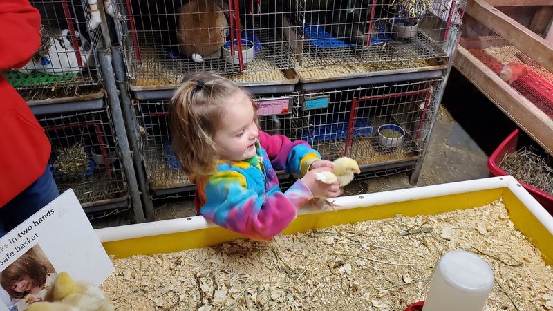 Bunnies and Chicks You Can Actually Hold Bunnies and Chicks You Can Actually Hold