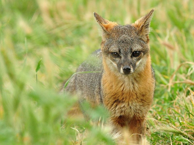 California: Island Fox, Channel Islands National Park, California California: Island Fox, Channel Islands National Park, California