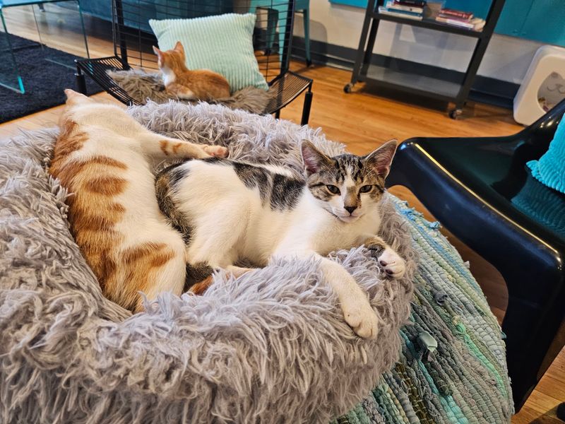 Calm Vibes for Families, Couples, and Cat Lovers