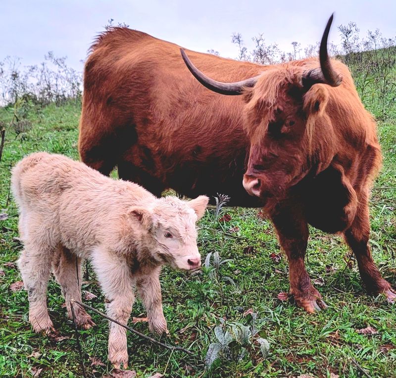 Calves Learning Their Way Calves Learning Their Way