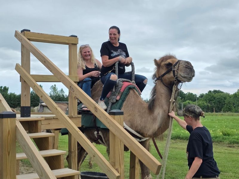 Camel Safari at Rigden Ranch, Franksville, Wisconsin Camel Safari at Rigden Ranch, Franksville, Wisconsin