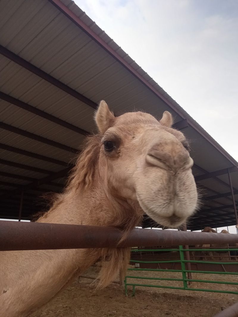 Camelot Camel Dairy, Wray, Colorado Camelot Camel Dairy, Wray, Colorado