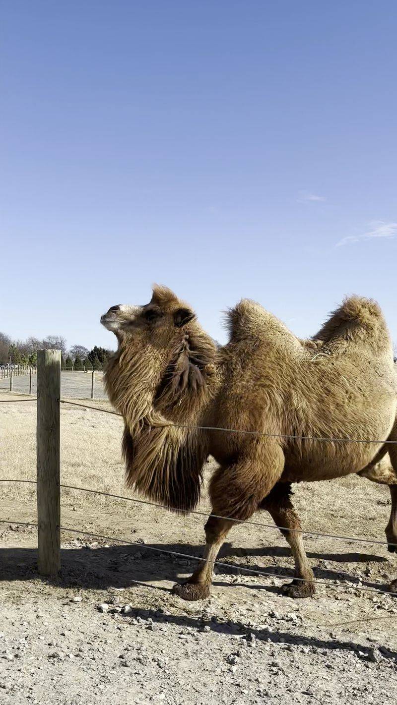Camels With Zero Shyness