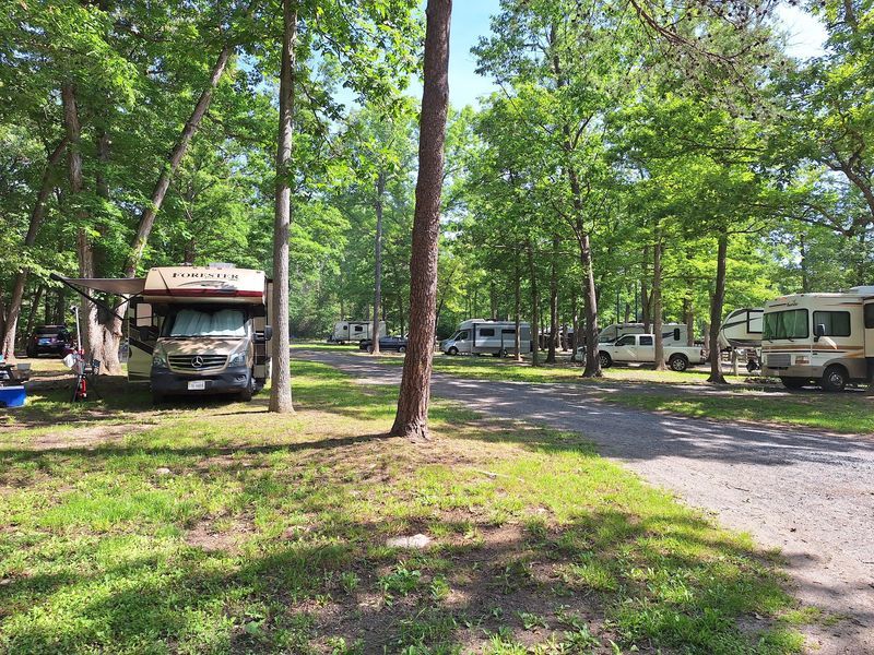 Camping Under the Trees Camping Under the Trees