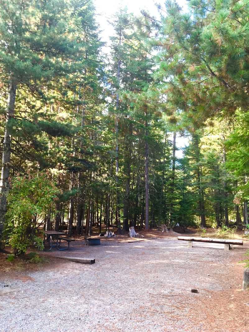 Campsites Under Tall Cedars and Pines Campsites Under Tall Cedars and Pines