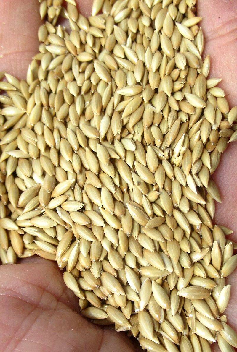 Canary Seed