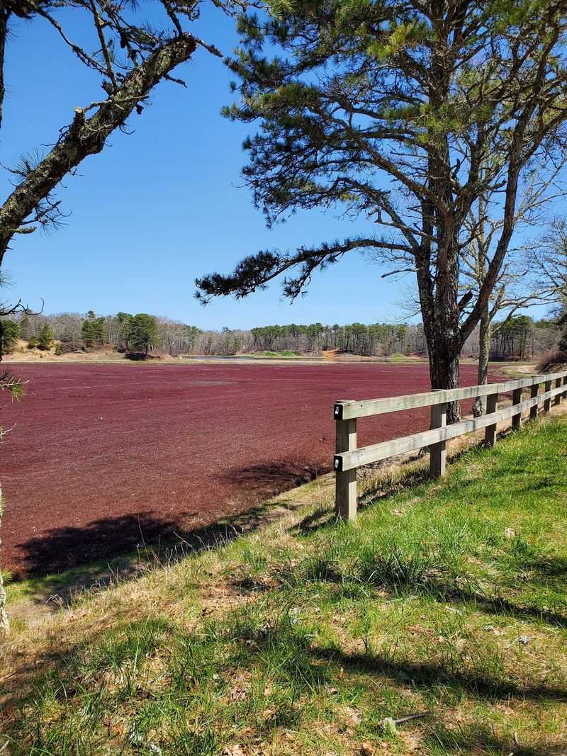 Cape Cod Rail Trail