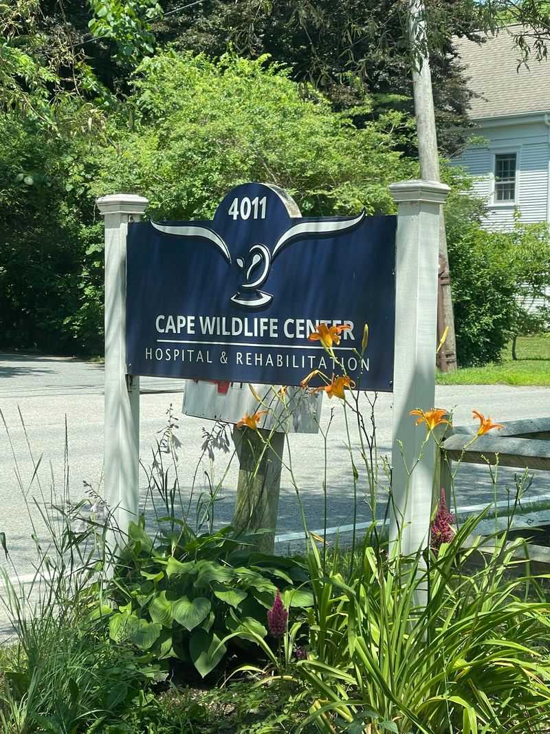 Cape Wildlife, Barnstable, MA