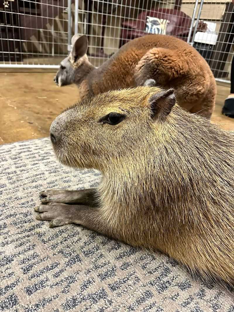 Capybara Dreams Come True