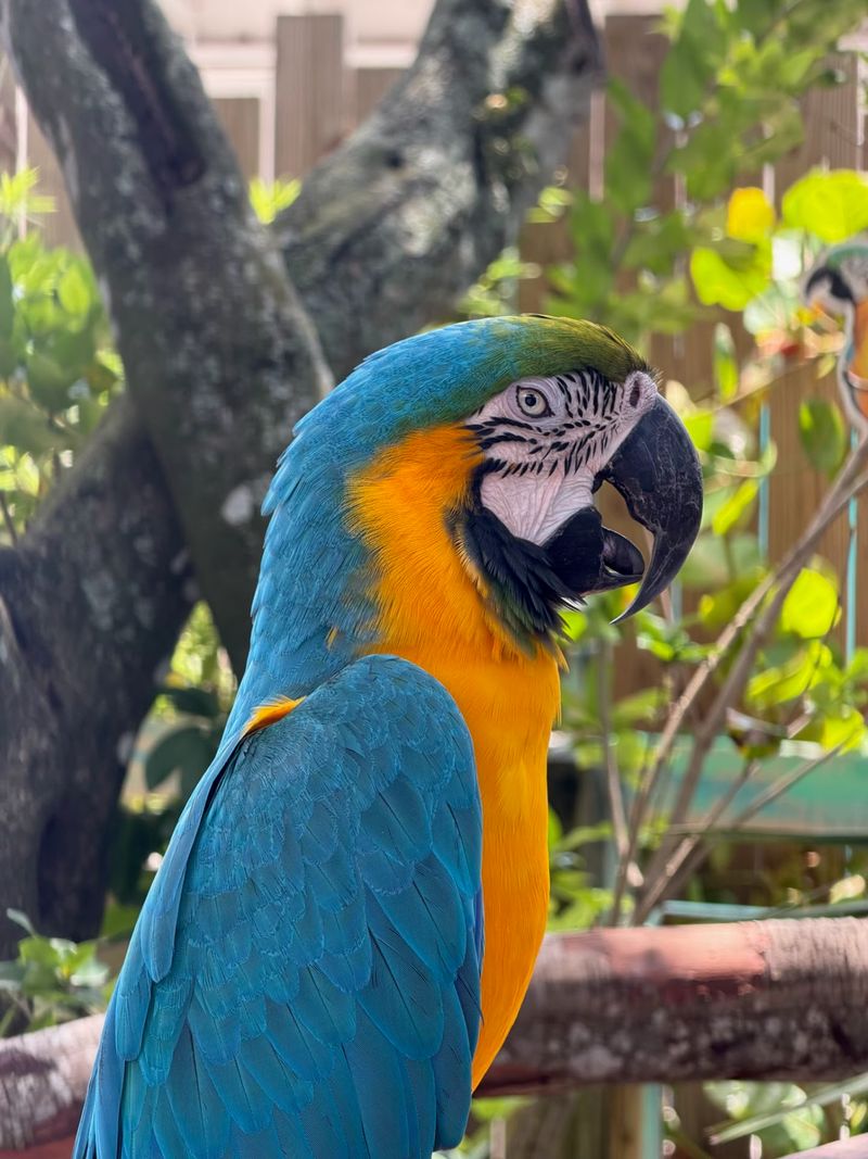 Capybaras, Parrots, Panthers and Beyond