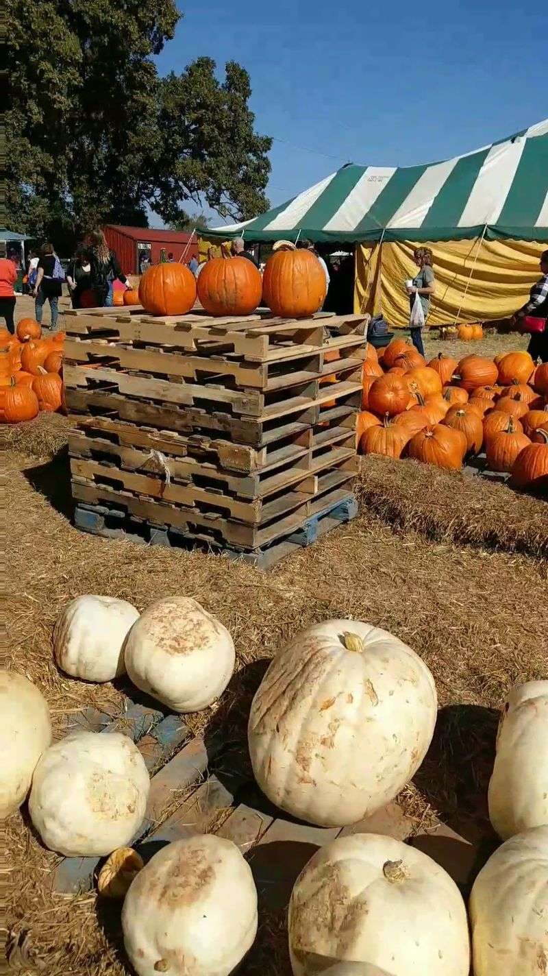 Carmichael's Pumpkin Patch, Oklahoma, Bixby Carmichael's Pumpkin Patch, Oklahoma, Bixby