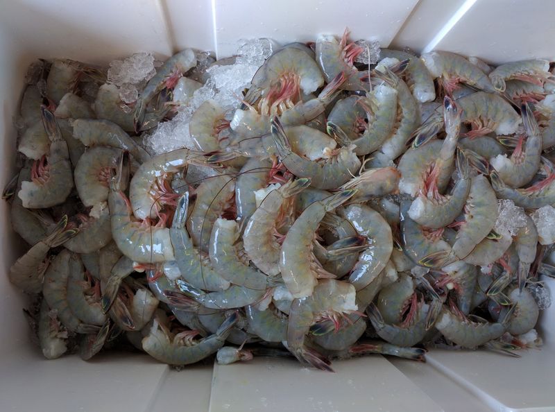 Carolina Seafoods Inc