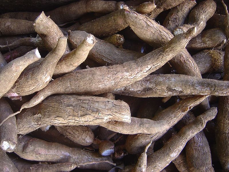 Cassava (Manioc)