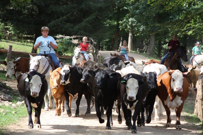 Cattle Drives, Penning, and Mountain Trails
