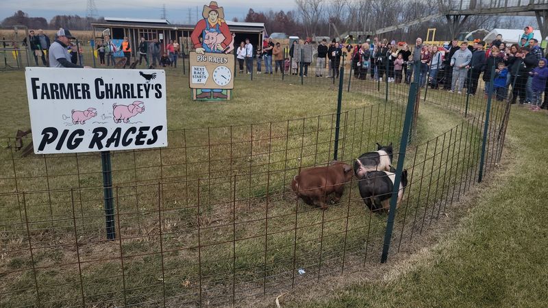 Cheering at the Pig Races