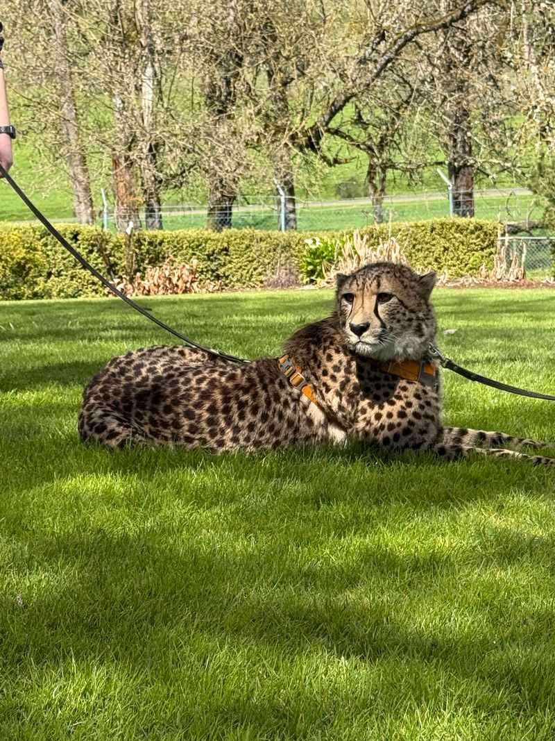 Cheetahs, Red Pandas, and Elephant Encounters