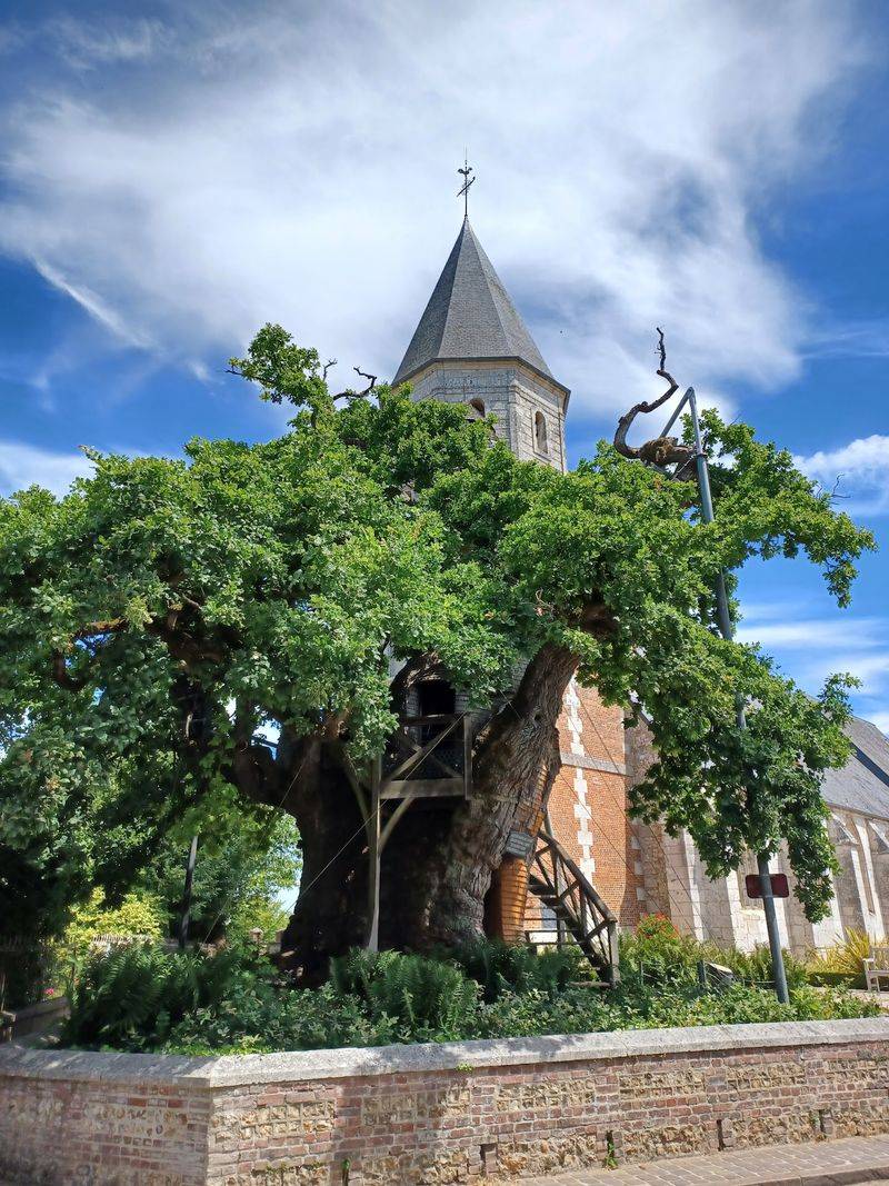 Chêne Chapelle, Allouville-Bellefosse, France