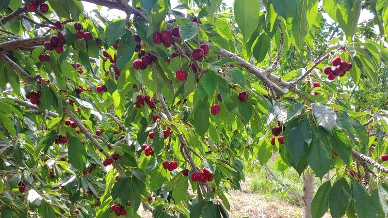Cherry Season and the Bucket Habit