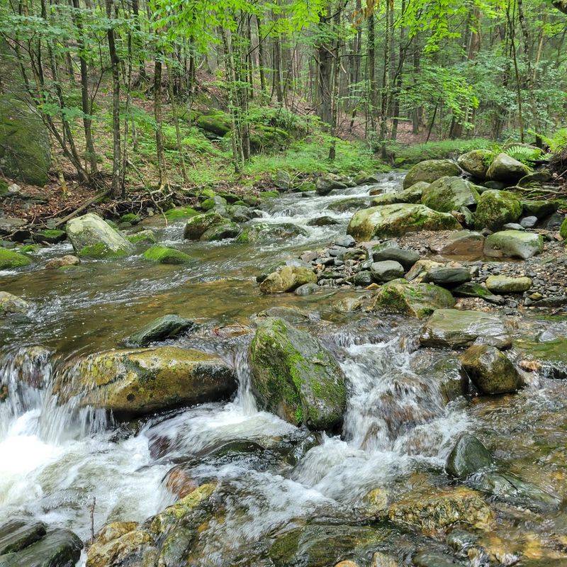 Chester-Blandford State Forest Setting Chester-Blandford State Forest Setting