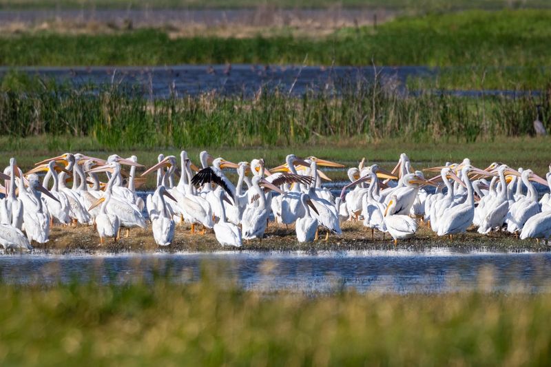 Cheyenne Bottoms Wildlife Area, Great Bend, Kansas
