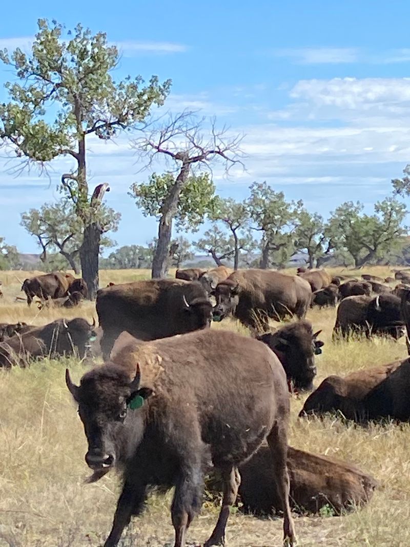 Cheyenne River Bison Ranch, Scenic, South Dakota