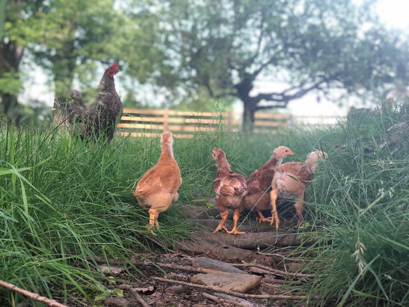 Chicken With a Clearer Origin Chicken With a Clearer Origin