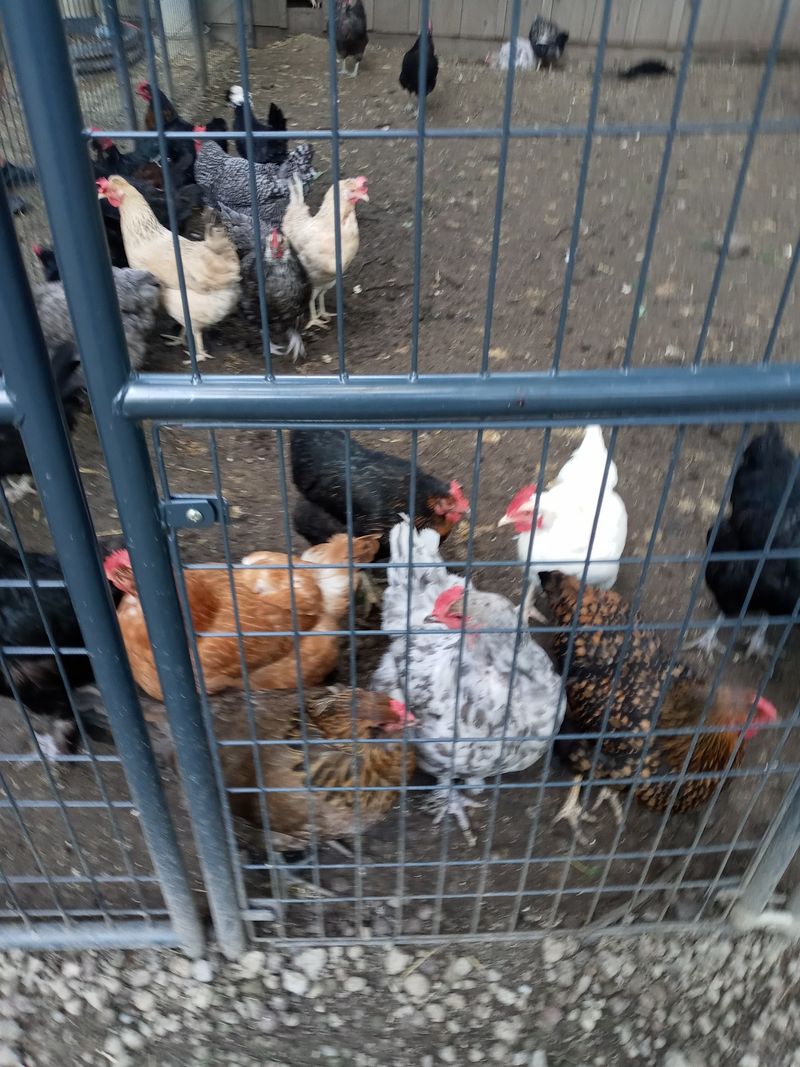 Chickens, Farm Animals, and Small Moments of Wonder