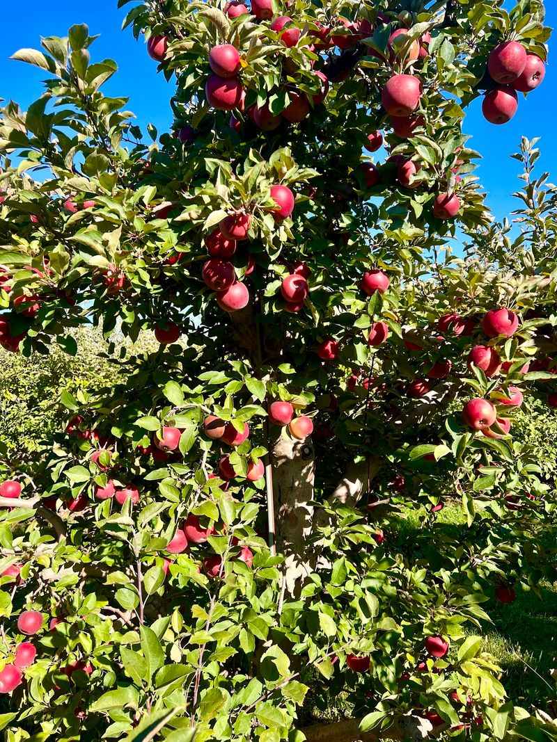 Christ Orchard, Elmwood, IL Christ Orchard, Elmwood, IL
