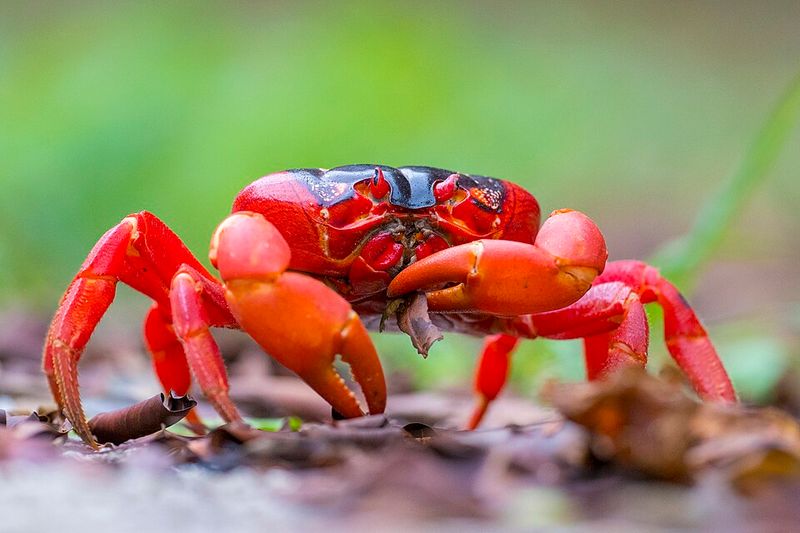 Christmas Island, Australia: Red Crabs