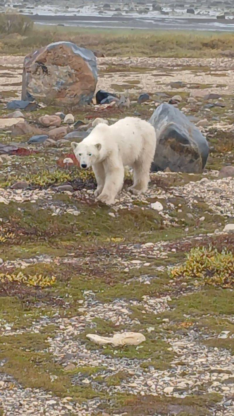 Churchill, Canada: Polar Bears