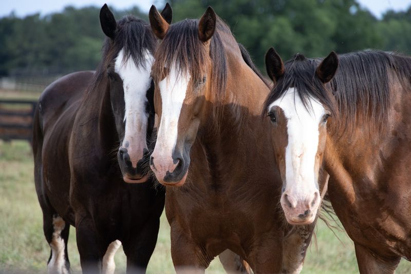 Classic City Clydesdales, Bishop, Georgia Classic City Clydesdales, Bishop, Georgia