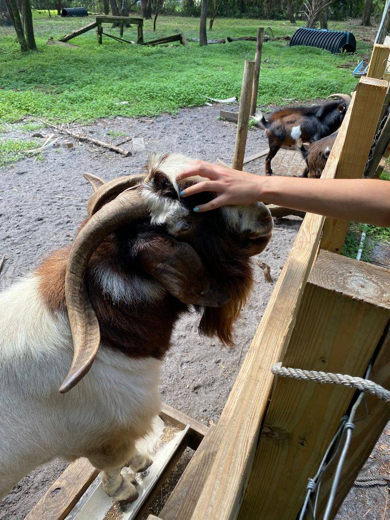 Clean Grounds and Well-Loved Animals Clean Grounds and Well-Loved Animals
