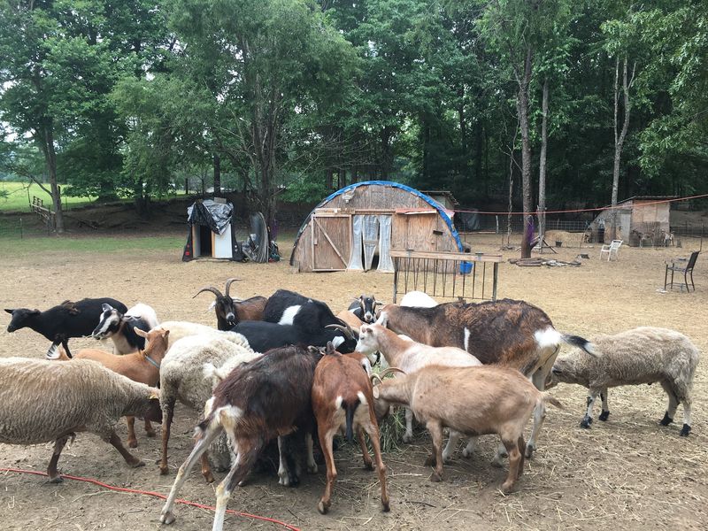 Cloa's Ark Animal Sanctuary, Hadley, MA Cloa's Ark Animal Sanctuary, Hadley, MA