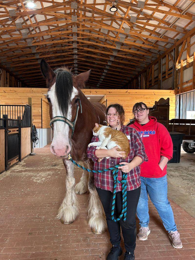 Clydesdale Farms, Livingston, Tennessee Clydesdale Farms, Livingston, Tennessee