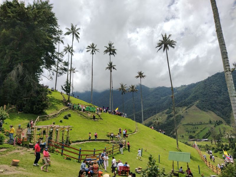 Cocora Valley Wax Palms Cocora Valley Wax Palms