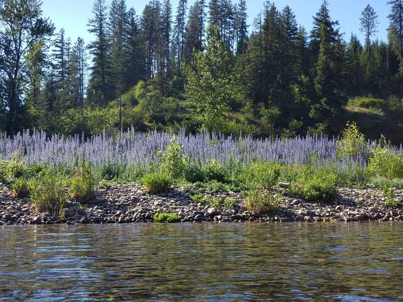 Coeur d'Alene River, Cataldo, Idaho Coeur d'Alene River, Cataldo, Idaho