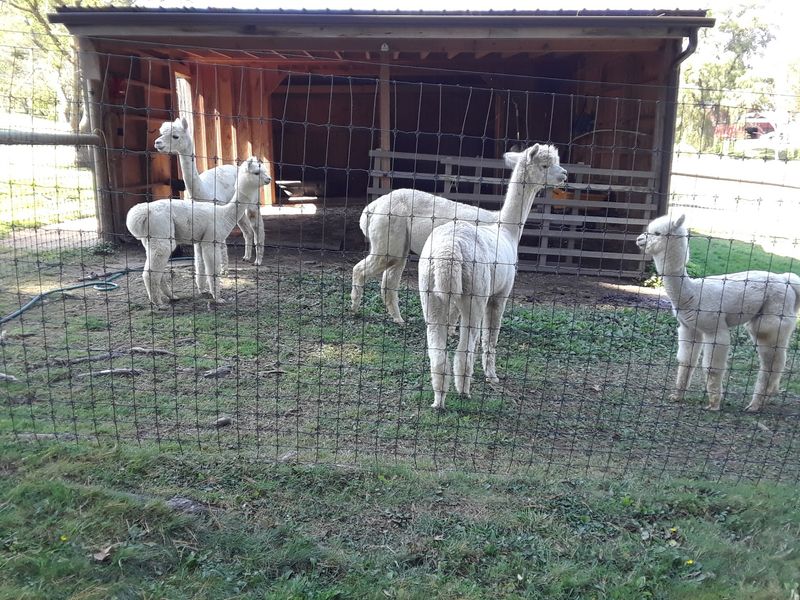 Colonial Alpacas Colonial Alpacas