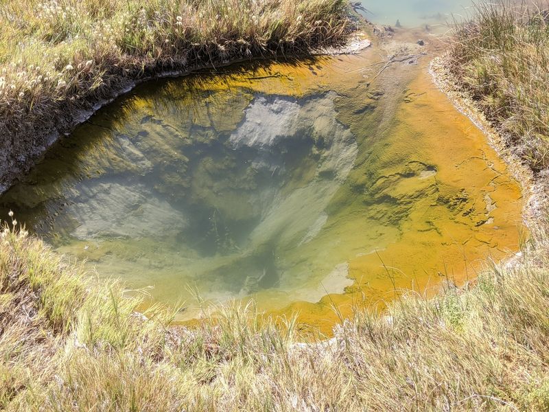 Colors Painted by Algae