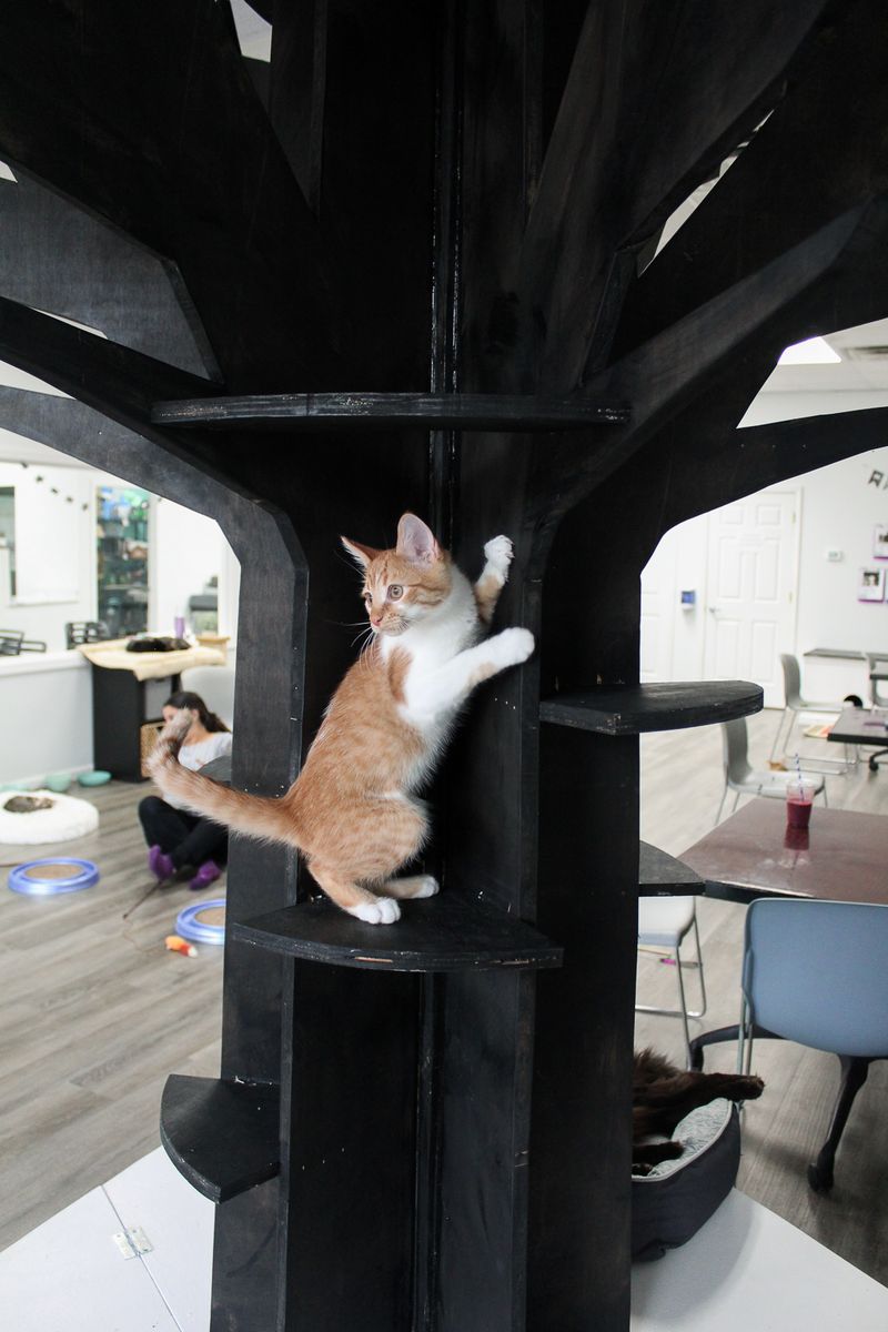 Constellation Cat Cafe, Lansing, Michigan Constellation Cat Cafe, Lansing, Michigan