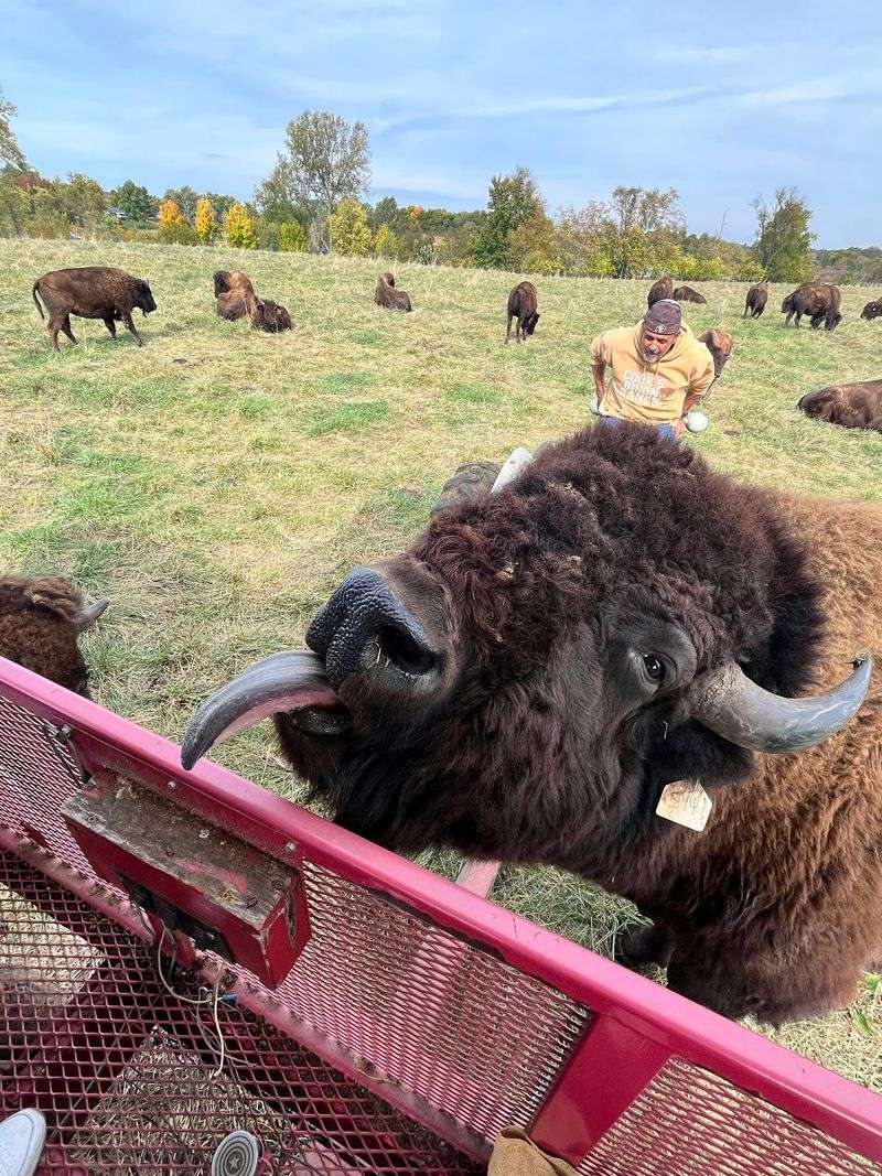 Cook's Bison Ranch, Wolcottville, Indiana
