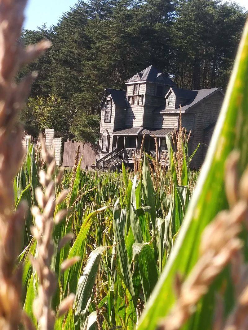 Corn, Caves, Swamps, and Spooky Plants Corn, Caves, Swamps, and Spooky Plants