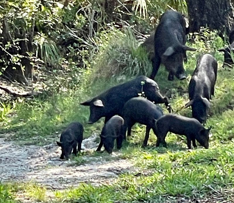 Corn-Chasing Hogs and Other Scene Stealers Corn-Chasing Hogs and Other Scene Stealers