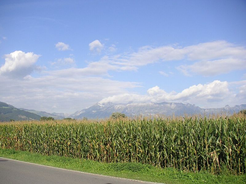 Corn (Maize)