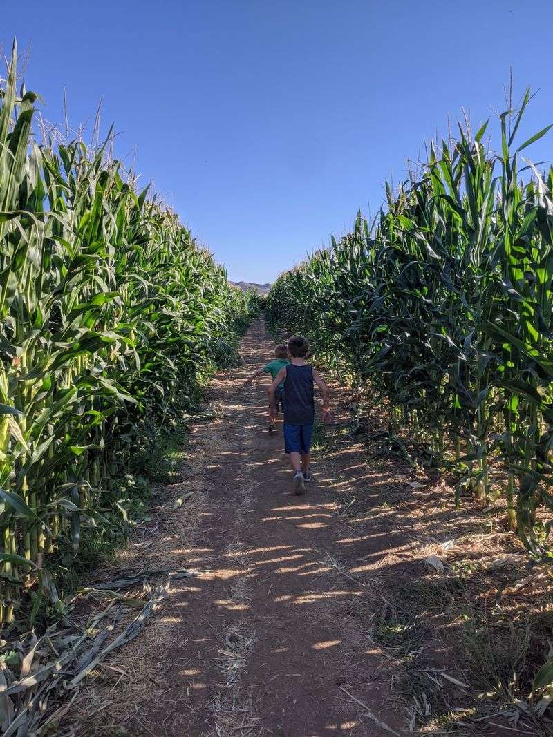Corn Maze, Hay Rides, and Tractor Trips