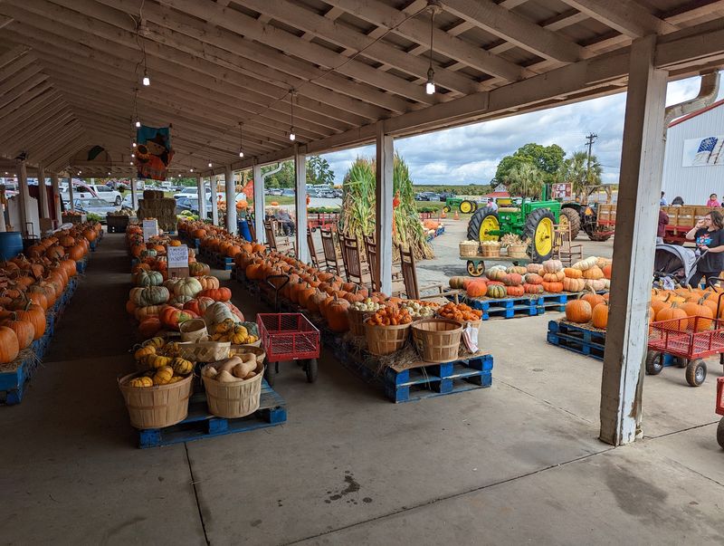 Corn Mazes, Hay Rides, and Barnyard Friends Corn Mazes, Hay Rides, and Barnyard Friends