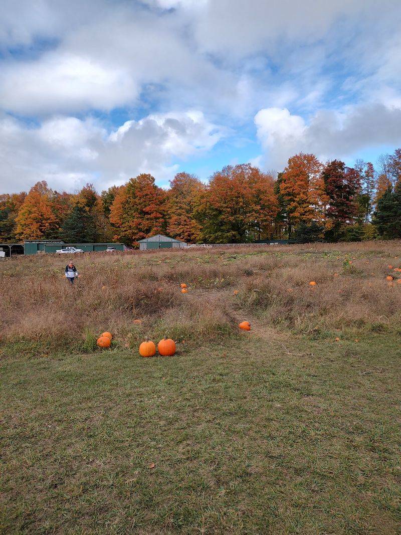 Corn Mazes, Pumpkins, and Sunflowers Corn Mazes, Pumpkins, and Sunflowers
