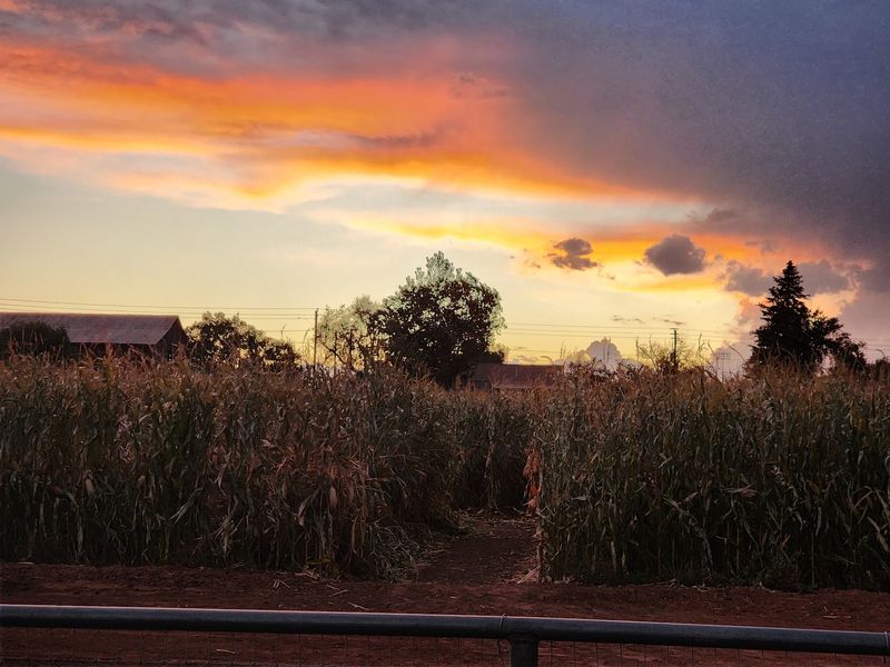 Corn Mazes With a Candy Bar Payoff Corn Mazes With a Candy Bar Payoff