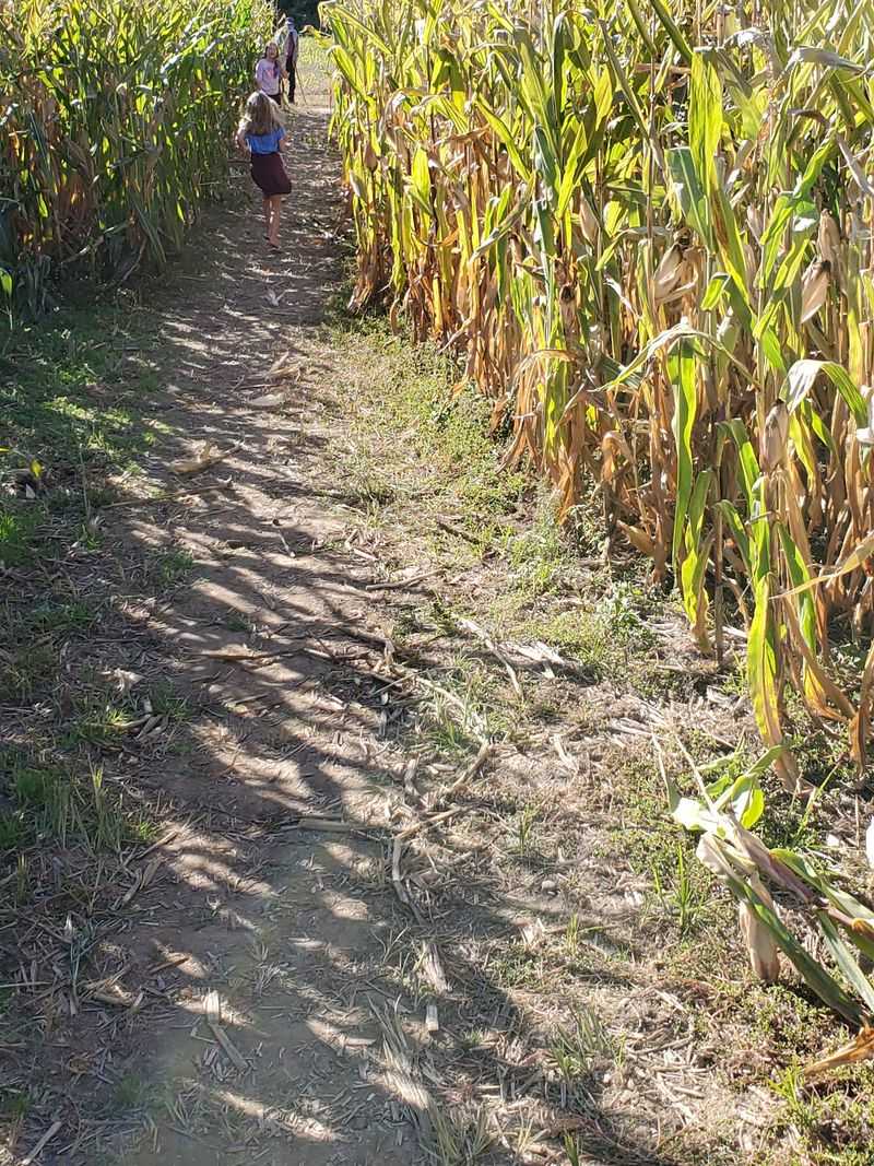Corn Mazes With a Side of Trivia Corn Mazes With a Side of Trivia