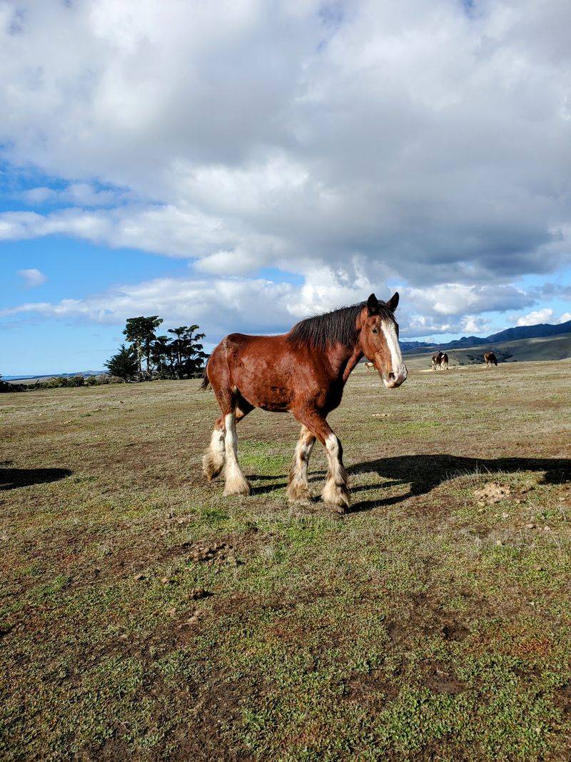 Covell's Clydesdales, Cambria, California Covell's Clydesdales, Cambria, California