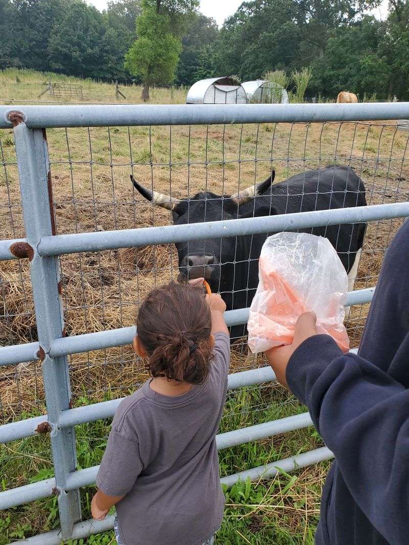 Cows, Calves, and Big Barnyard Friends